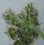 Heracleum sphondylium. Раскрывающееся соцветие (вид со стороны цветоножек). Германия, г. Кемпен, на лугу. 14.05.2012.