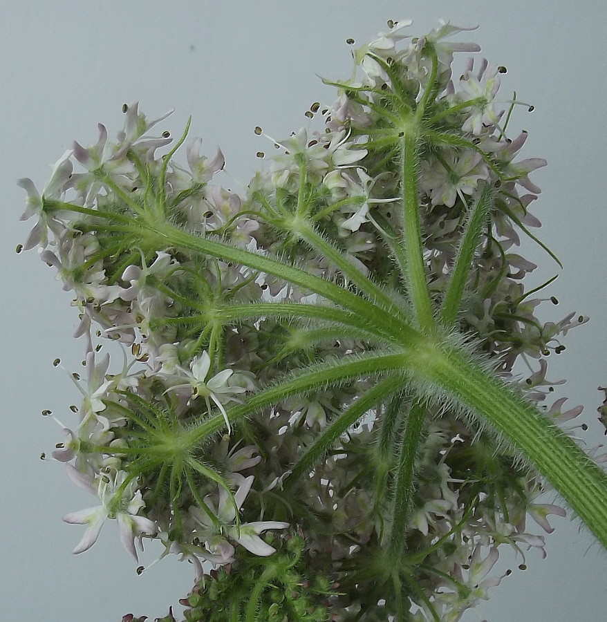 Image of Heracleum sphondylium specimen.