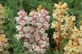 Orobanche alba