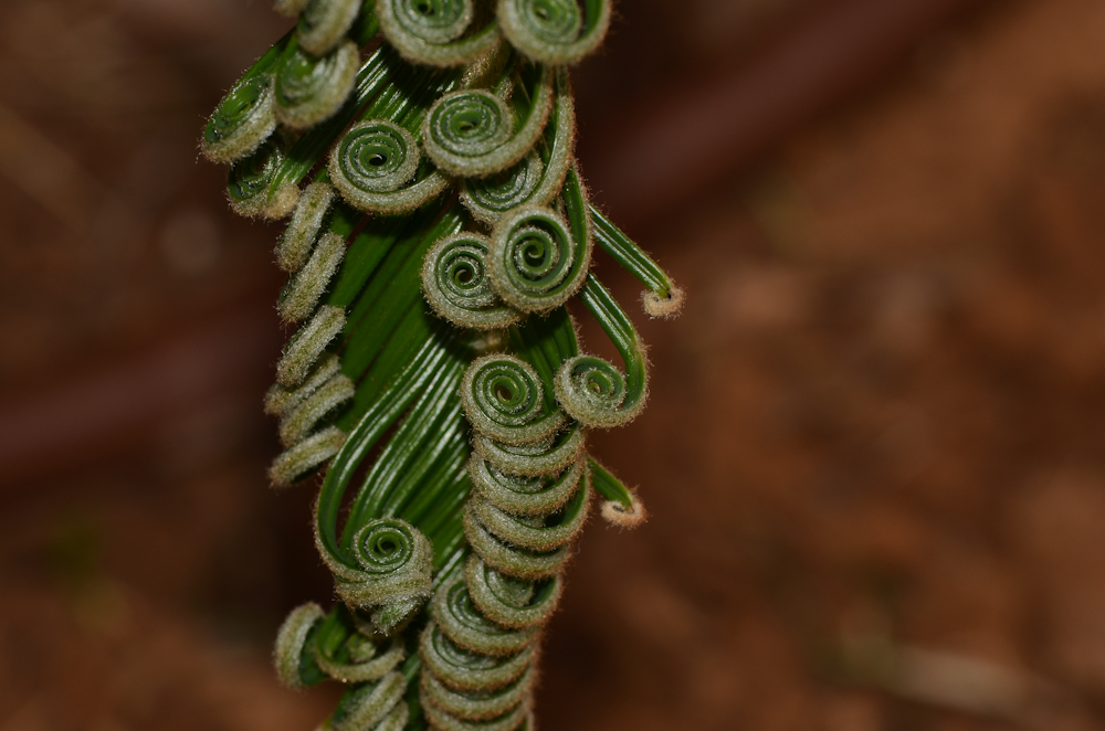 Image of Cycas revoluta specimen.