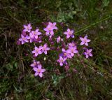 Centaurium erythraea. Соцветие. Курская обл., Железногорский р-н, берег р. Мицень. 24 июля 2007 г.