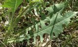 Lactuca tuberosa