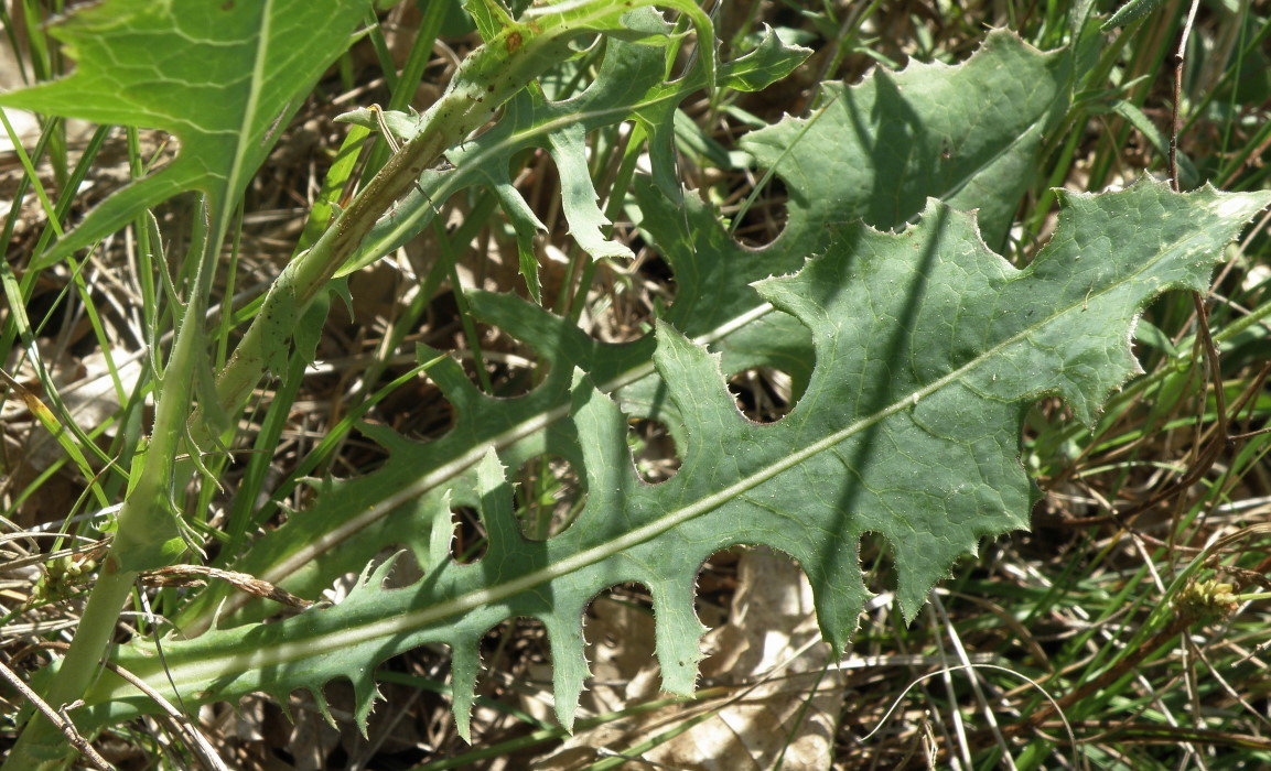 Изображение особи Lactuca tuberosa.