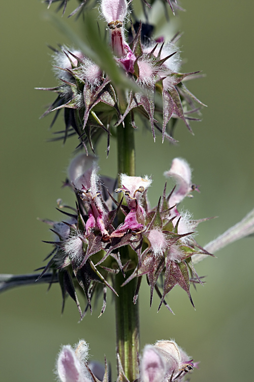 Изображение особи Leonurus turkestanicus.