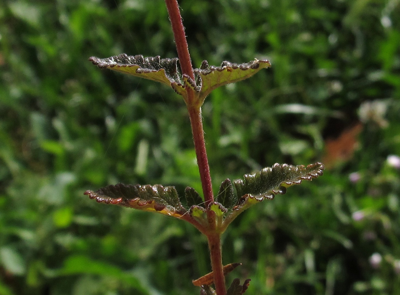 Image of Teucrium chamaedrys ssp. pinnatifidum specimen.