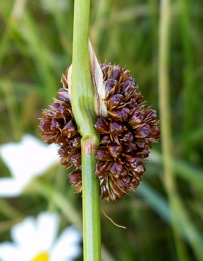 Изображение особи Juncus conglomeratus.