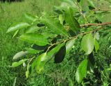 Salix caprea. Верхушка ветви. Окр. Архангельска, луг. 10.07.2012.