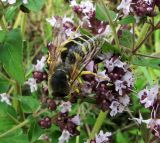 Origanum vulgare