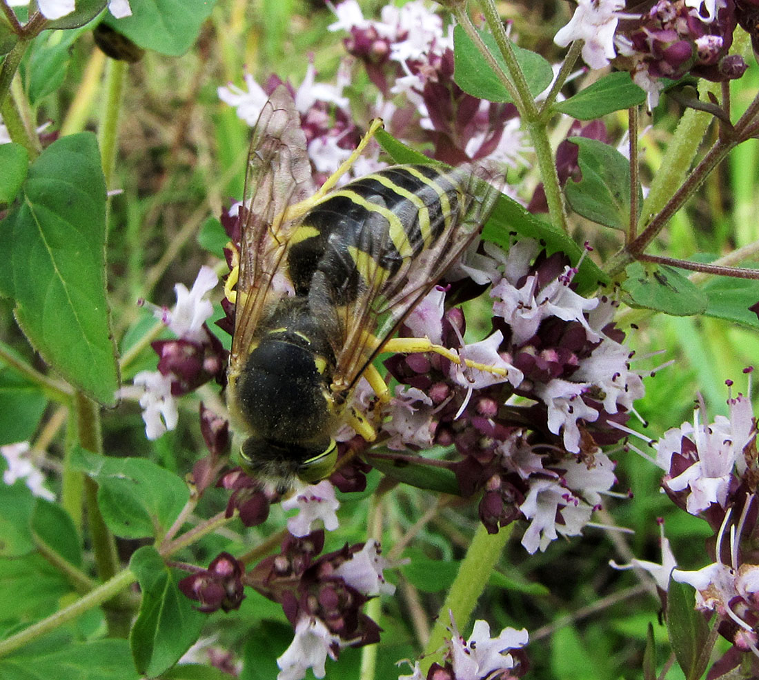 Image of Origanum vulgare specimen.