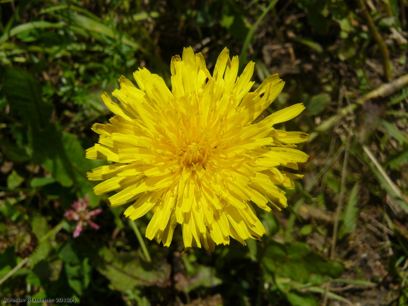 Изображение особи род Taraxacum.