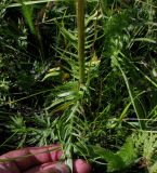 Valeriana rossica