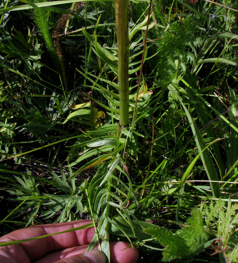 Изображение особи Valeriana rossica.