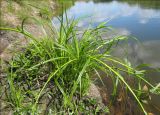 Scirpus radicans. Взрослое растение с укореняющимися побегами на берегу реки. Костромская обл., Макарьевский р-н, берег р. Нея. 02.08.2012.