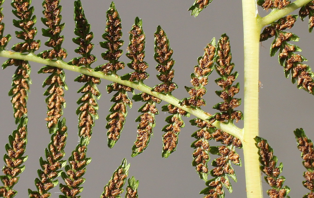 Image of Athyrium filix-femina specimen.