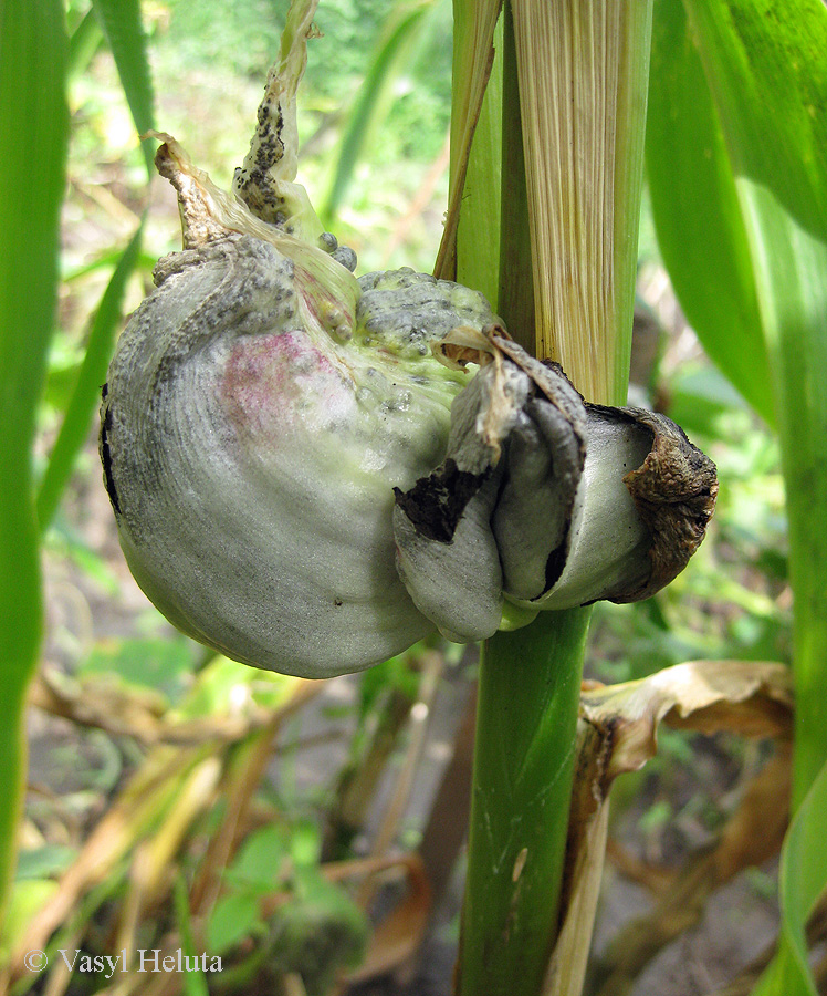 Image of Zea mays specimen.