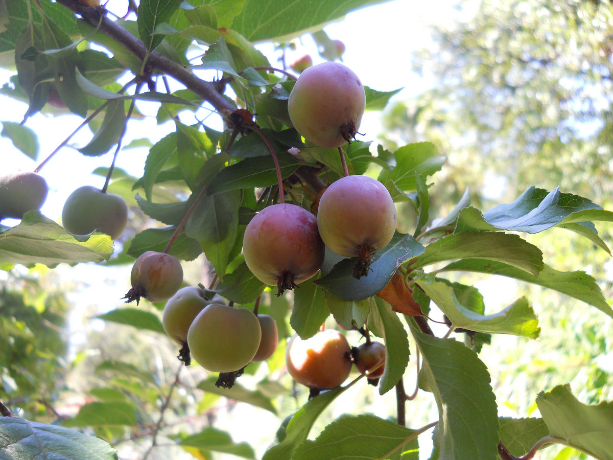 Image of Malus × purpurea specimen.