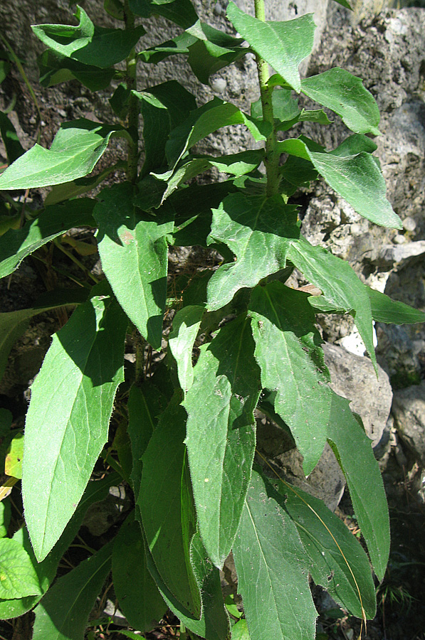 Image of Hieracium scabiosum specimen.