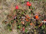 Rosa turcica. Ветвь с листьями и плодами. Восточный Крым, г. Агармыш. 15 сентября 2012 г.