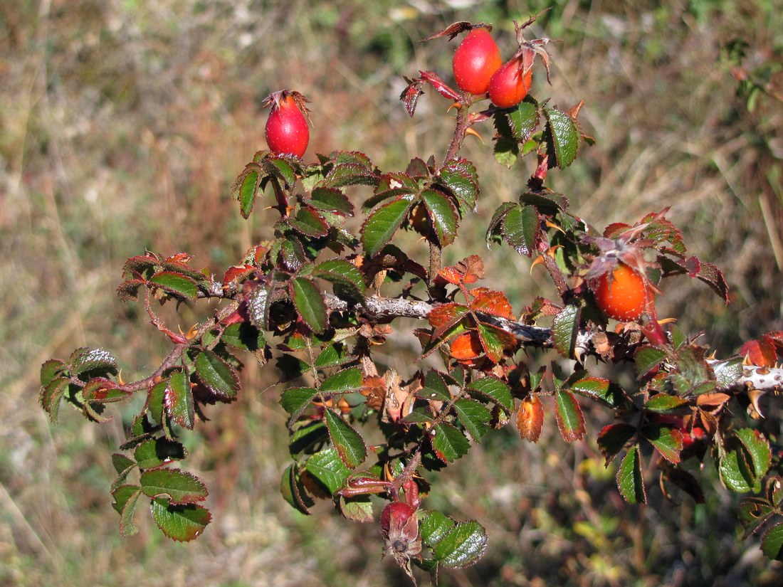 Image of Rosa turcica specimen.