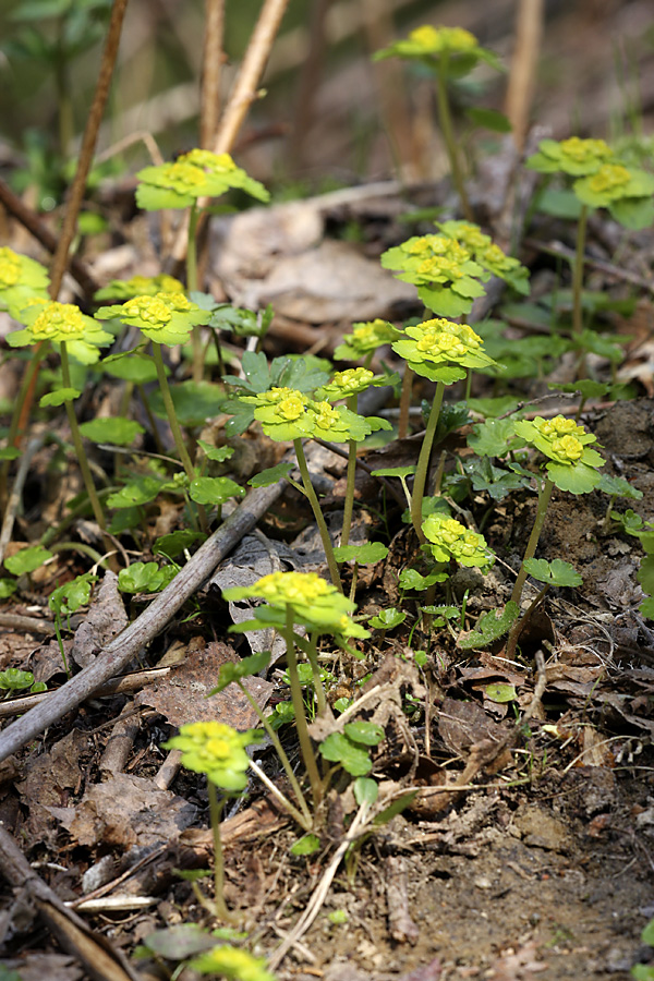 Image of Chrysosplenium alternifolium specimen.