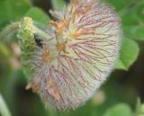 Trifolium globosum