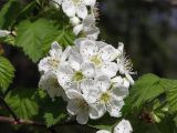 Crataegus submollis