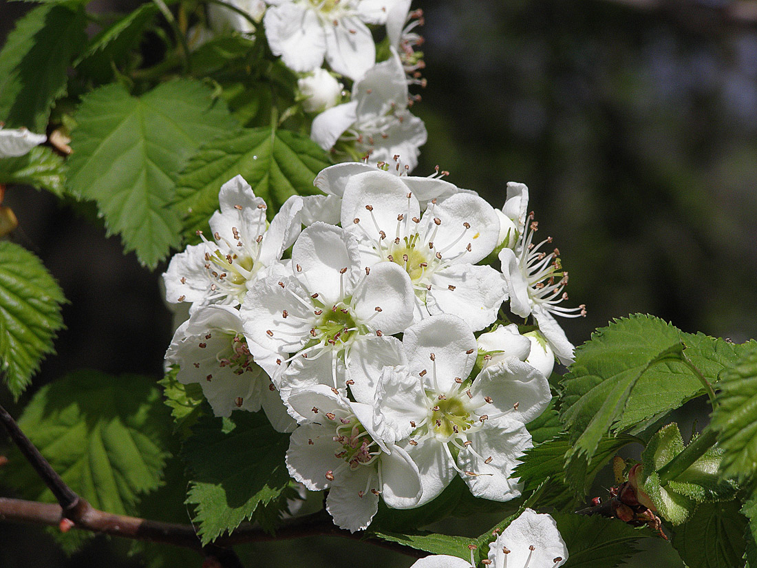 Image of Crataegus submollis specimen.