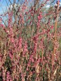 Atriplex micrantha