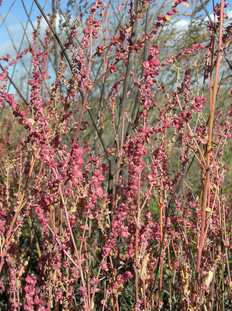 Изображение особи Atriplex micrantha.