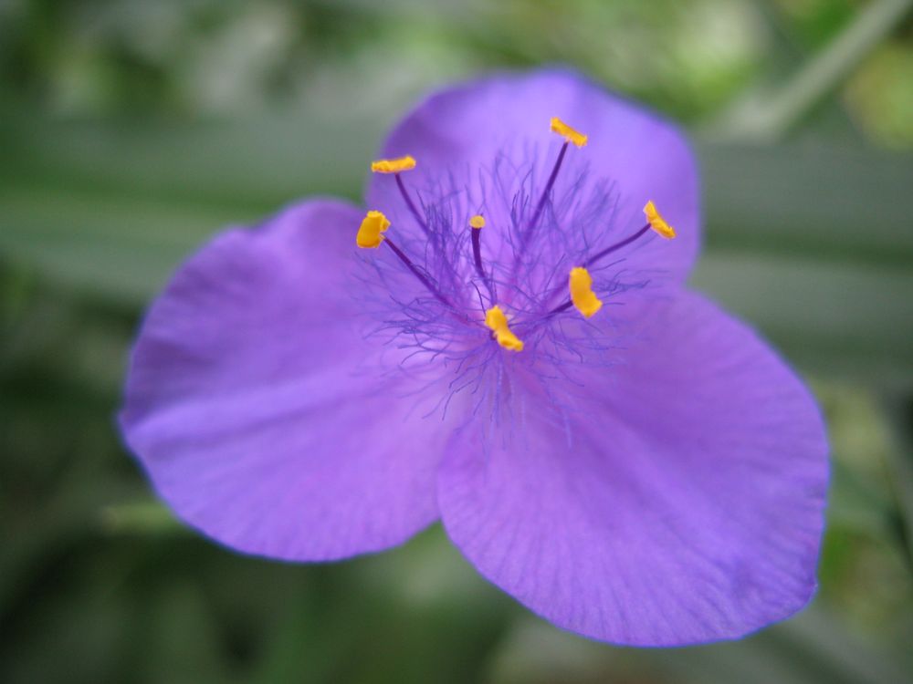 Изображение особи Tradescantia virginiana.