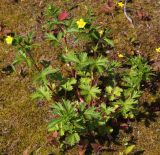 Potentilla ruthenica. Цветущее растение на дне высохшего озера. Коми, окр. г. Сыктывкар, окр. пос. Пычим. 08.06.2012.