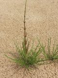 Equisetum arvense