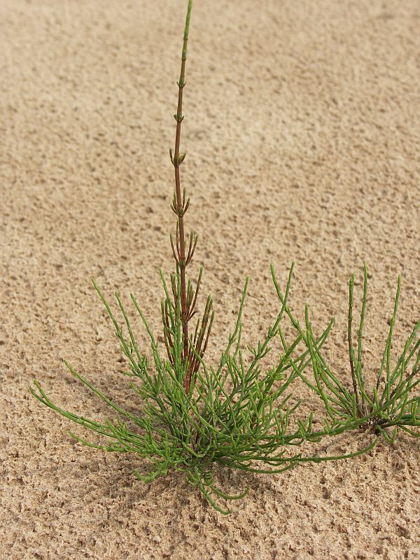 Image of Equisetum arvense specimen.