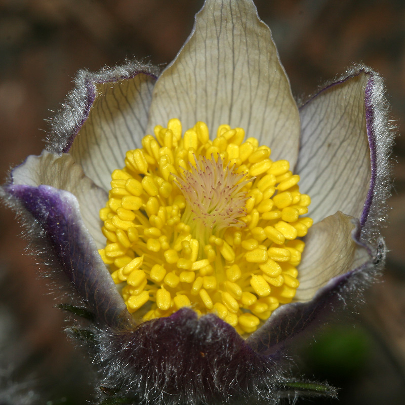 Изображение особи Pulsatilla patens.