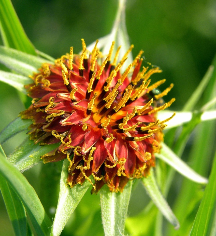 Изображение особи Tragopogon sibiricus.