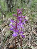 Orchis mascula