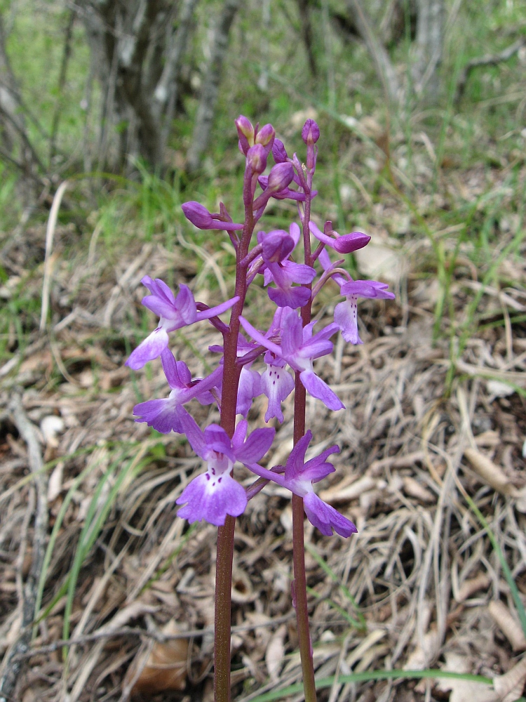 Изображение особи Orchis mascula.