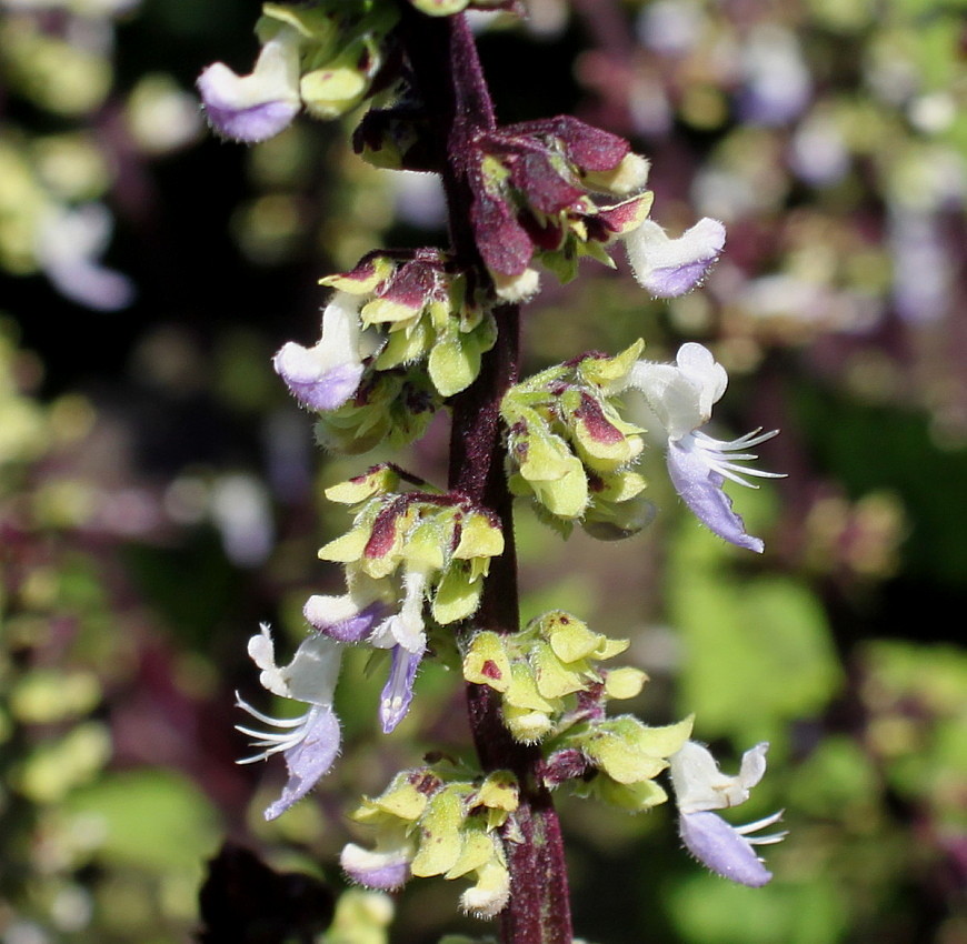 Image of genus Coleus specimen.