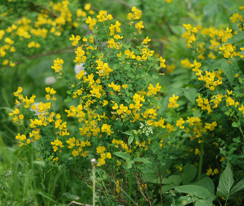 Image of Cytisus sessilifolius specimen.