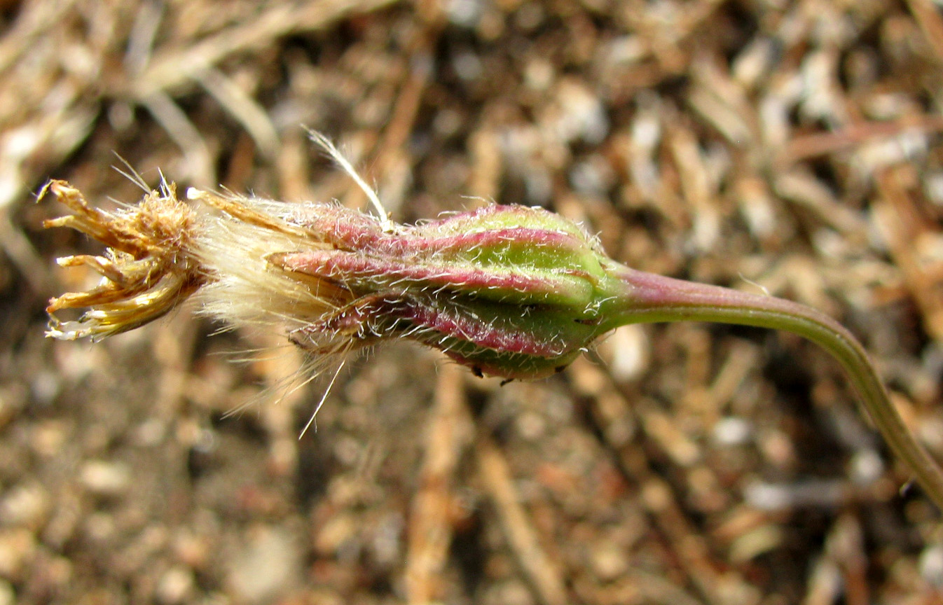 Image of Urospermum picroides specimen.