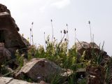 Aconogonon hissaricum. Цветущее растение. Киргизия, Баткенская обл., Алайский хр. 18 июля 2011 г.