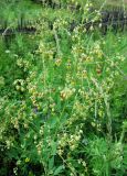 Thalictrum simplex. Соцветие. Иркутская обл., г. Бодайбо, правый борт долины р. Витим, обочина грунтовой дороги. 15.07.2012.