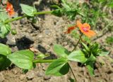 Anagallis arvensis. Верхушка побега с цветками и завязавшимися плодами. Польша, Лодзинское воеводство, г. Велюнь, пустырь у автозаправки. 29.06.2012.