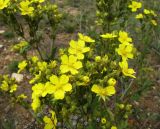 Potentilla tanacetifolia. Верхушка растения с соцветиями и прошлогодними плодами. Иркутская обл., оз. Байкал, о. Ольхон, окр. урочища Хадай, степь. 25.07.2012.