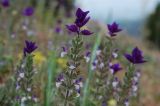 Salvia viridis