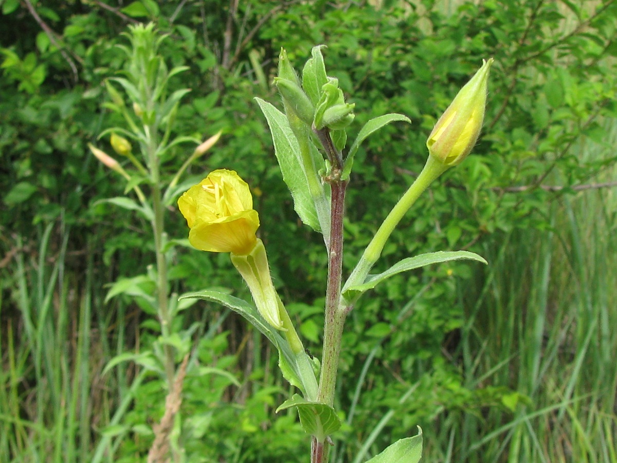 Image of Oenothera depressa specimen.