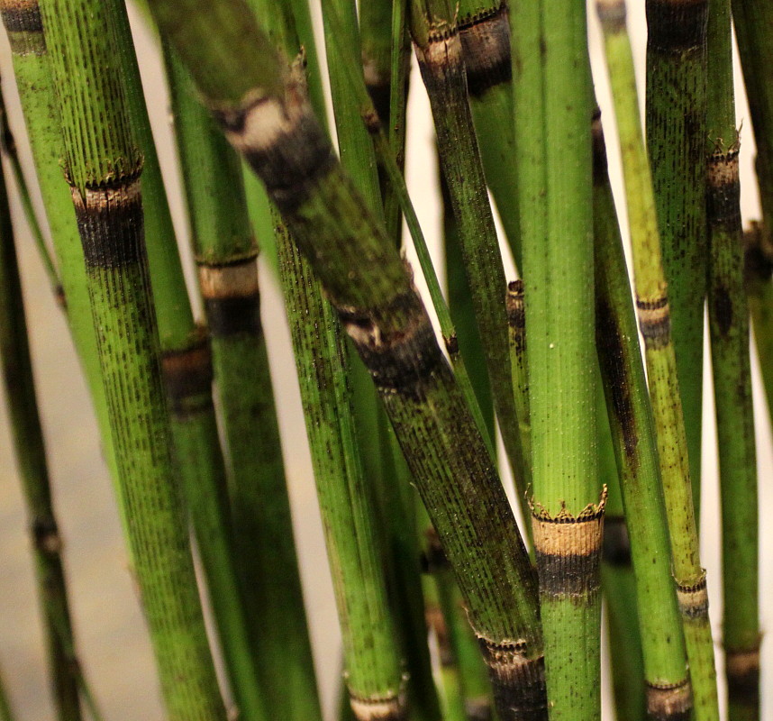 Image of Equisetum ramosissimum var. japonicum specimen.