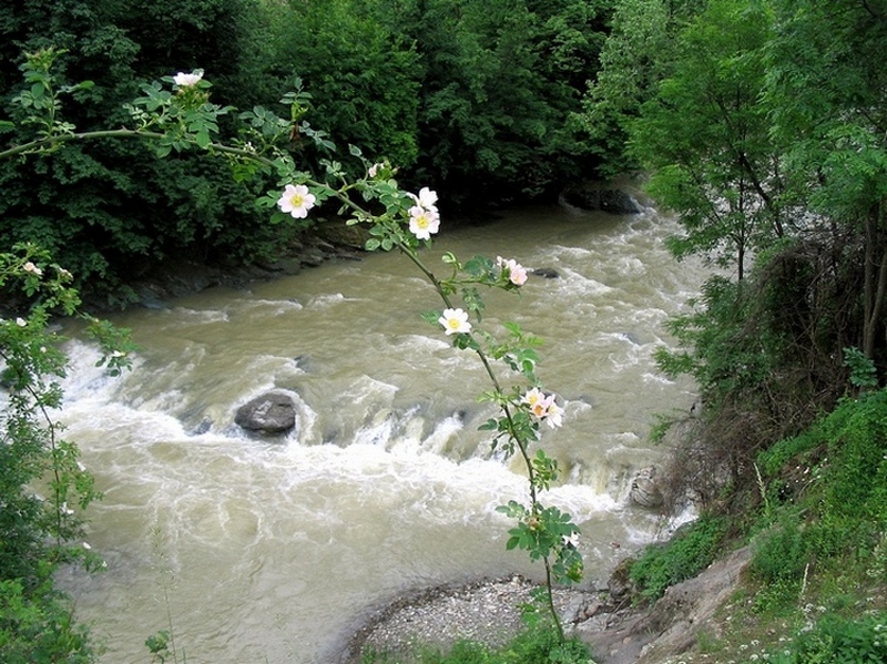 Image of Rosa canina specimen.