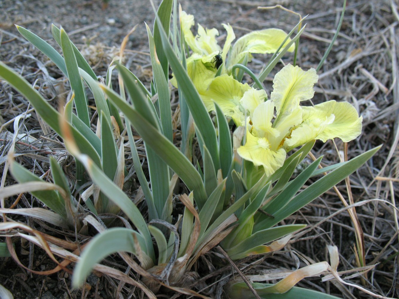 Изображение особи Iris potaninii.