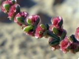 Anabasis setifera